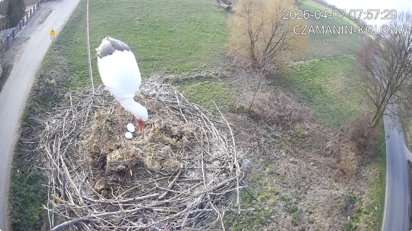 bociek